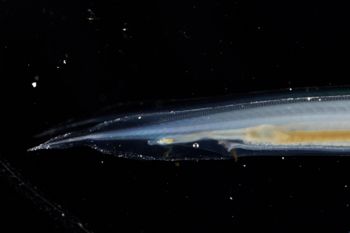 Media type: image;   Invertebrate Zoology 74259
